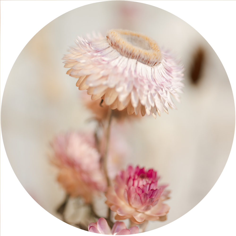 Muurcirkel - Dried Floral