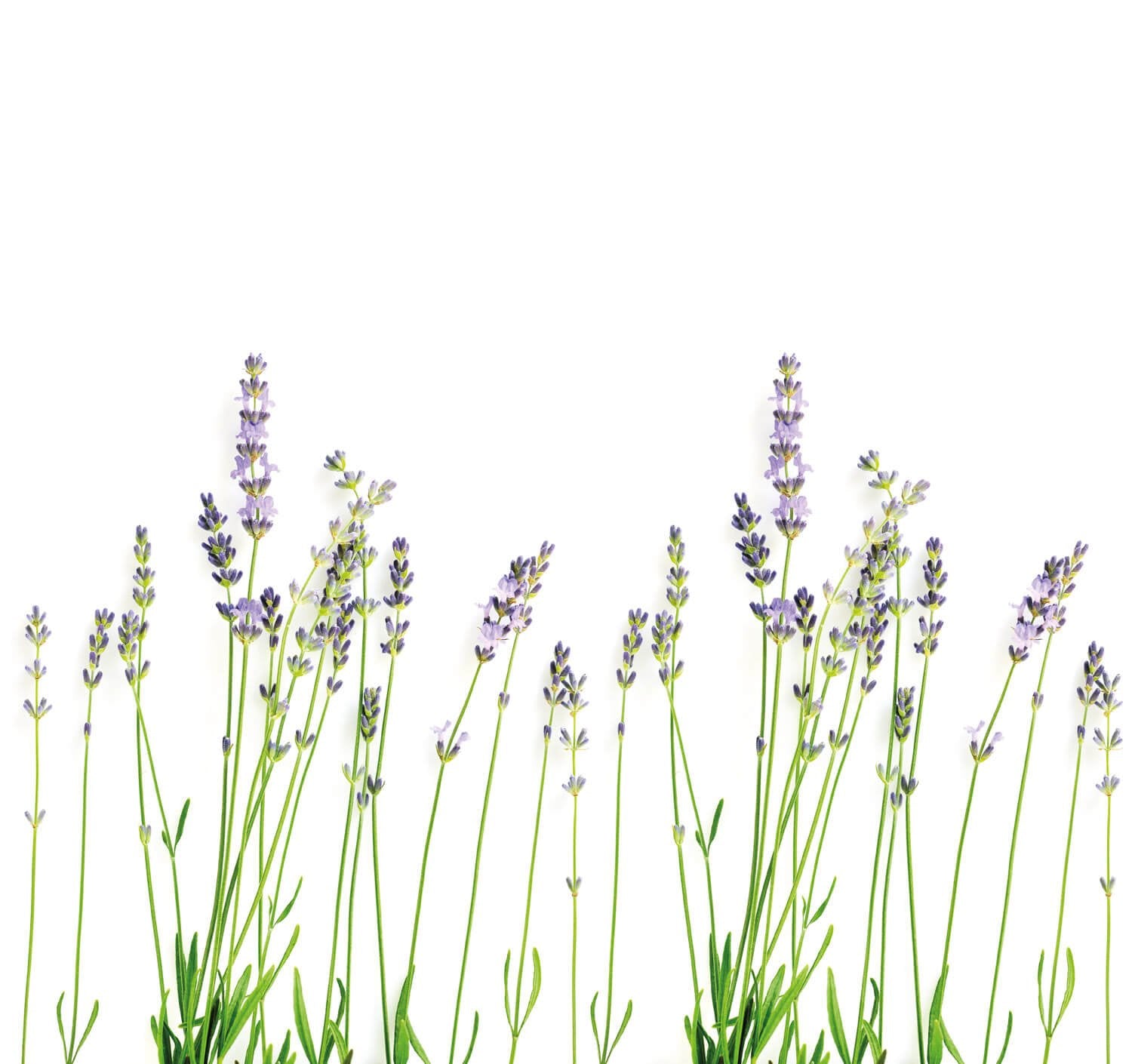 Lavendel Spatwand