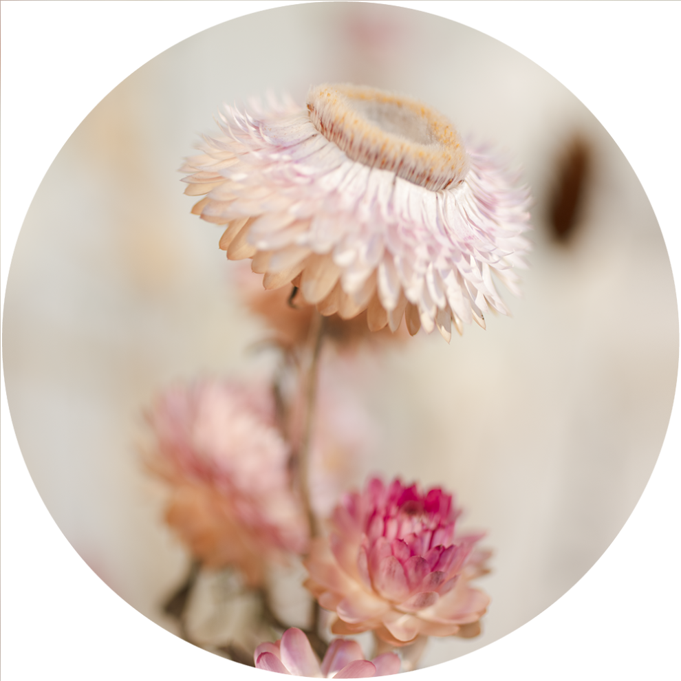 Cercle Mural - Dried Floral