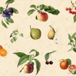Crédence vintage fruit DW3342 avec illustrations botaniques de poires, pommes et baies