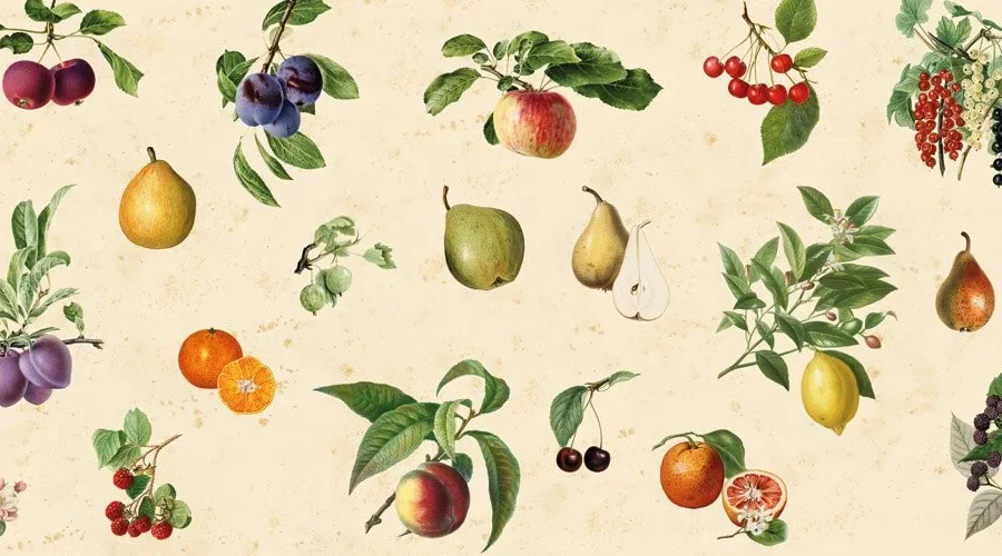 Vintage Obst Küchenrückwand DW3342 mit botanischen Illustrationen von Birnen, Äpfeln und Beeren
