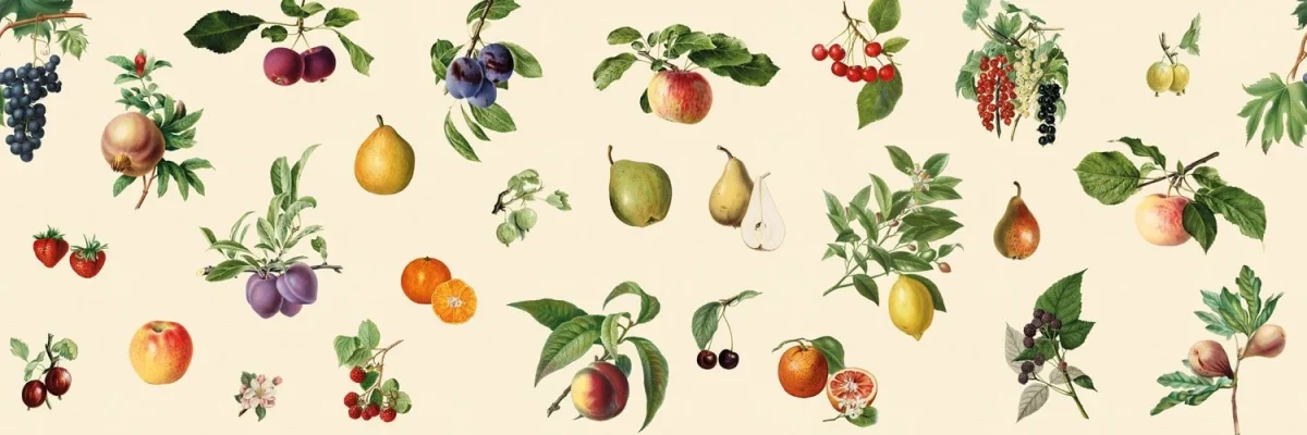 Vintage Obst Küchenrückwand DW3343 Extra Motiv mit botanischen Obstillustrationen auf Creme