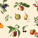Vintage Fruit - Backsplash with print - Extra motief — Staal