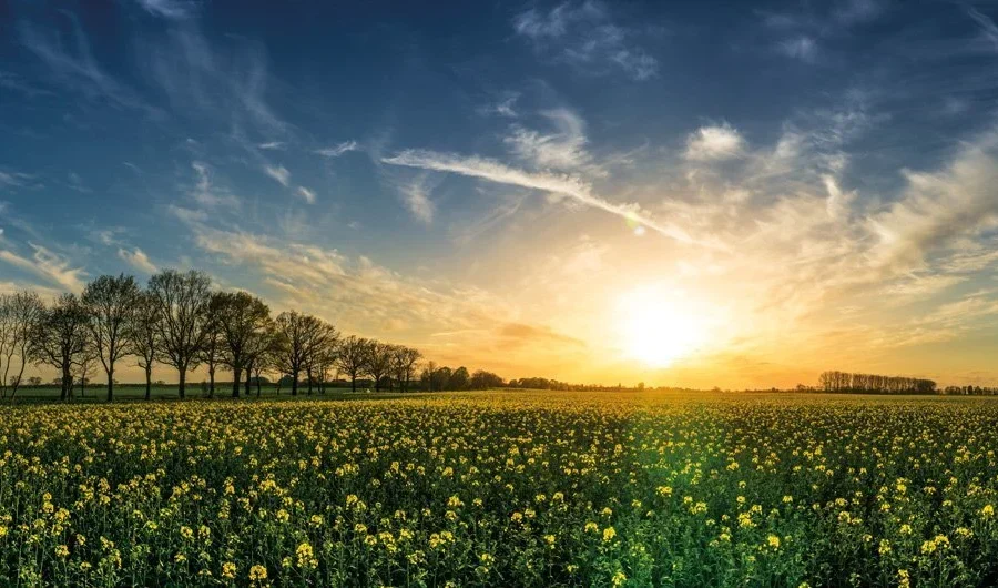 Panoramic sunset over blooming yellow rapeseed field with tree silhouettes and dramatic cloudy sky