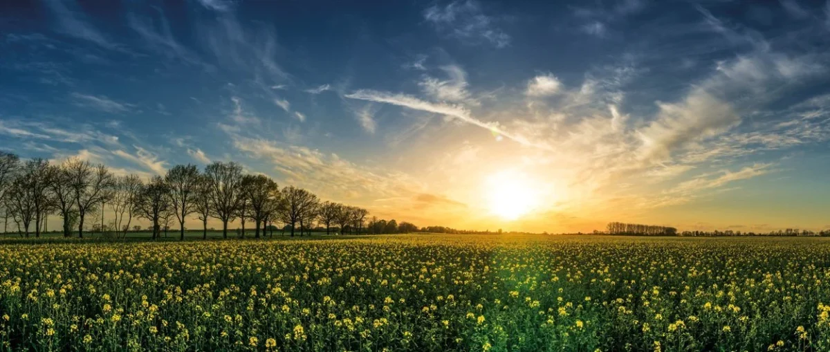 Sunset Rapeseed Field - Backsplash Sample FW1004