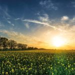 FW1004 - DW Original Sample