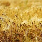 Crédence de cuisine - Corn field