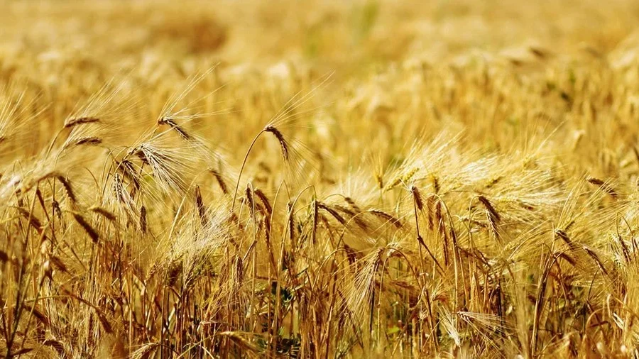 Crédence de cuisine - Corn field