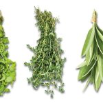 FW1013 - DW Original Échantillon