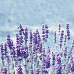 Küchenrückwand mit Druck - Lavendel