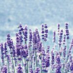 FW1015 - DW Original Staal