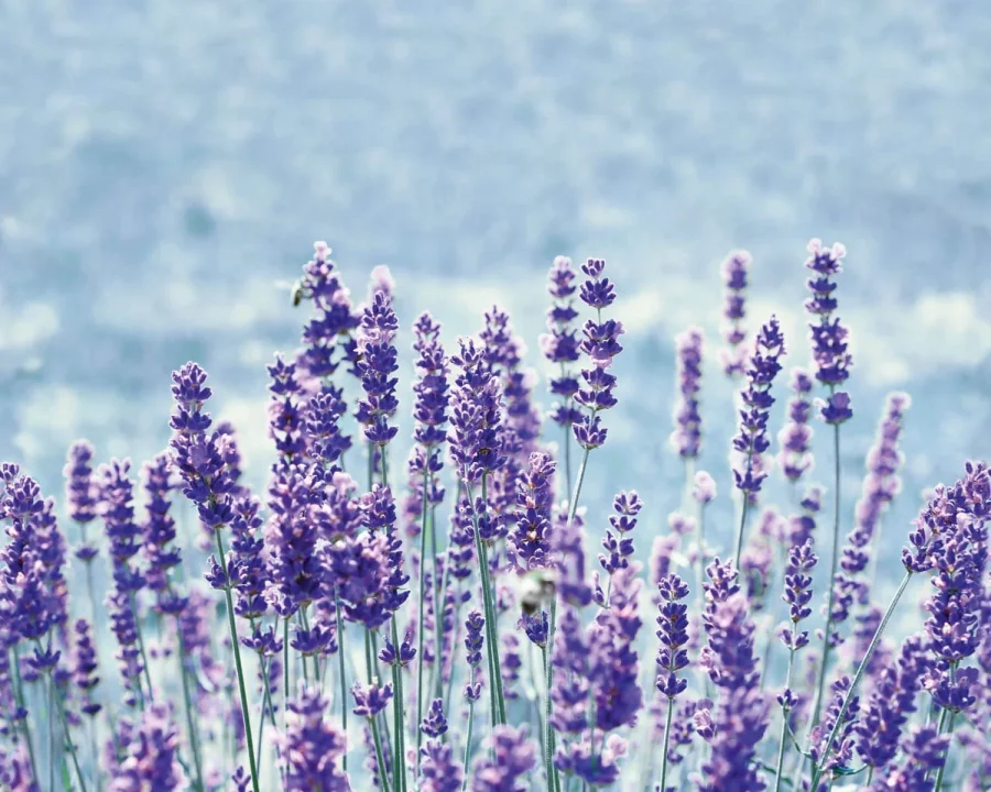 Küchenrückwand mit Druck - Lavendel