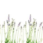 Keukenwand met print - Kalmerend Lavendel