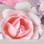 Wallpaper Colorful - More Magnolia INK7318