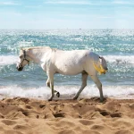 Horse on the Beach design shown flat, a white horse walking through the surf