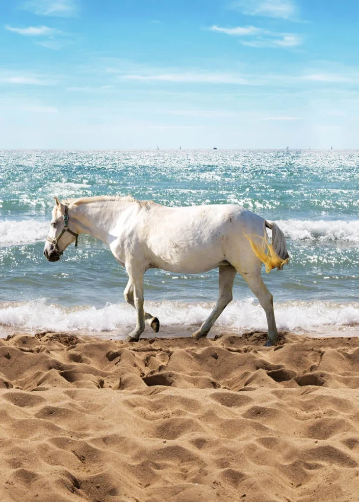 Horse on the Beach design shown flat, a white horse walking through the surf