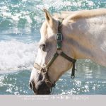 Kate & Andy Behang - Horse on the Beach - Paarden behang