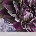 Floral Utopia Wallpaper - Midsummer Dark